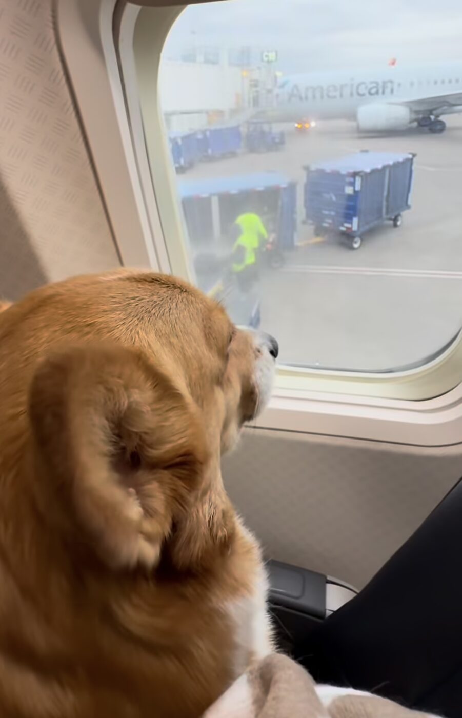 Dog comfortable in cabin during a flight