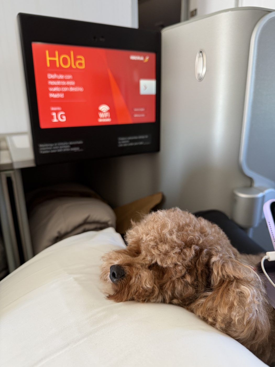 Cotufa Way client and dog in the cabin