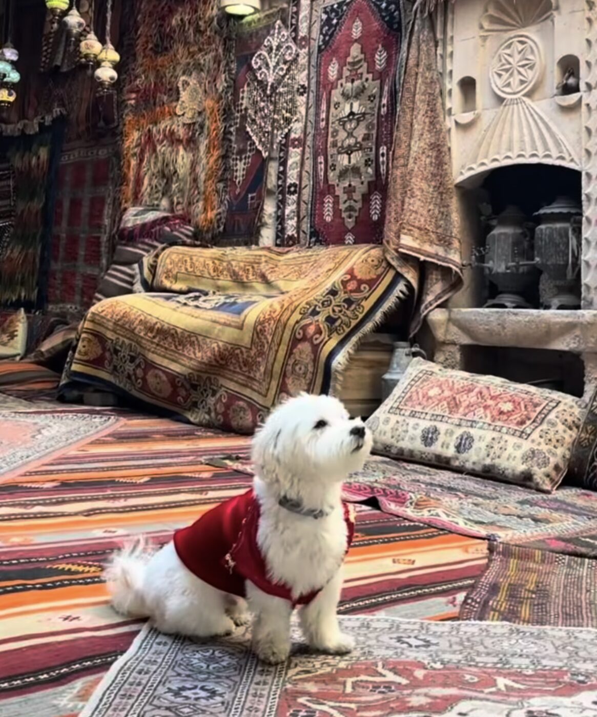 Dog relaxing beside their handler in cabin