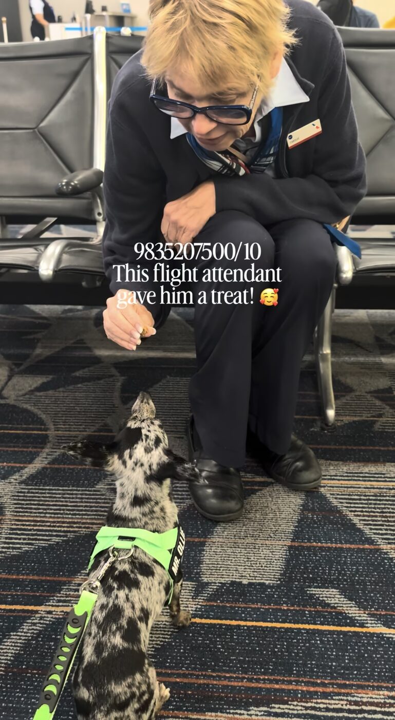 Cotufa Way client and dog flying in cabin
