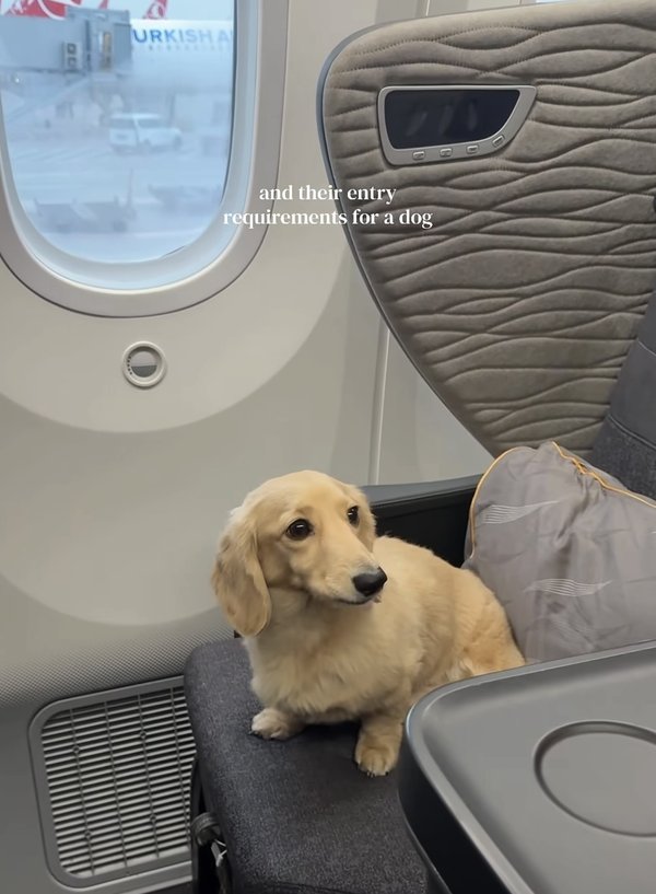 Dog relaxing in the cabin during a flight