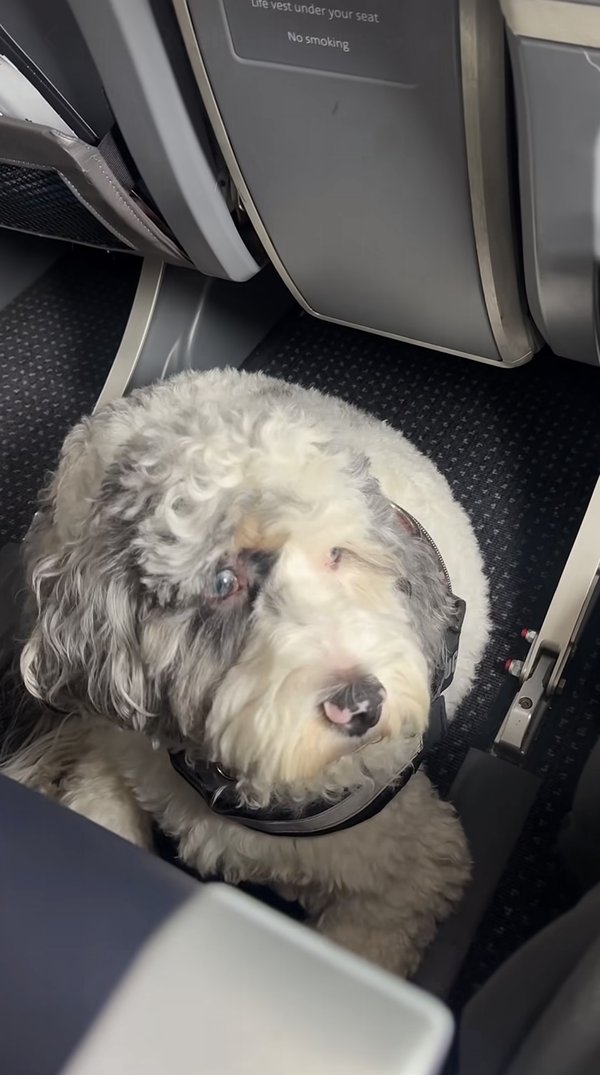 Dog comfortable in an airplane seat in cabin