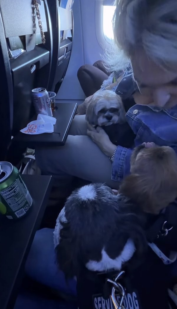 Client flying in cabin with their service dog