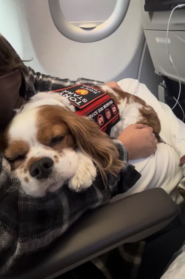 Dog resting calmly on a flight in the cabin