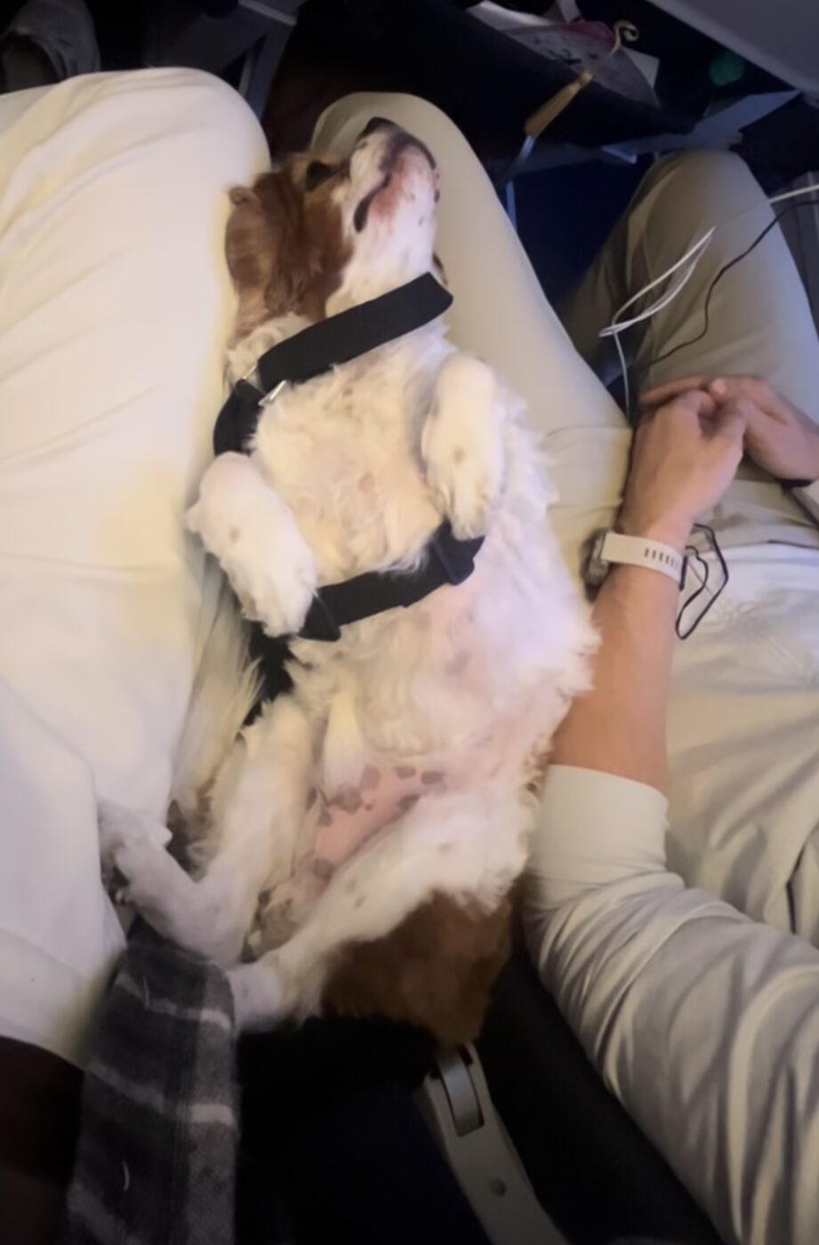 Cotufa Way client and dog flying in cabin