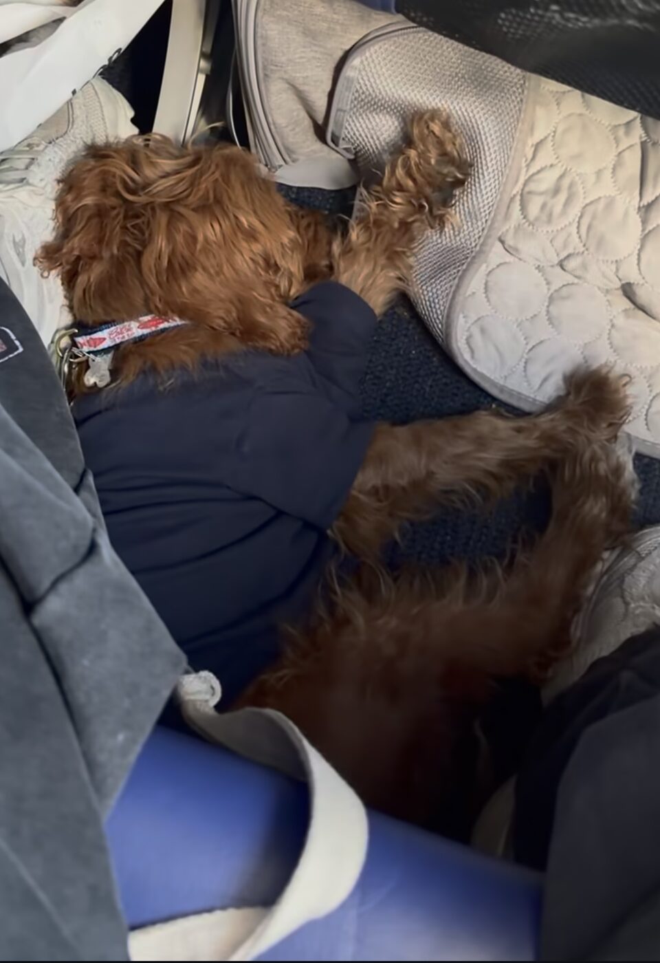 Client traveling in cabin with their dog