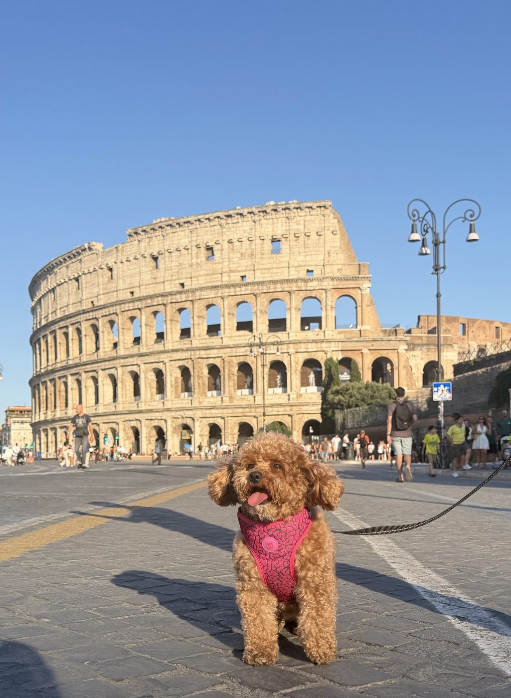 Cotufa exploring a new destination
