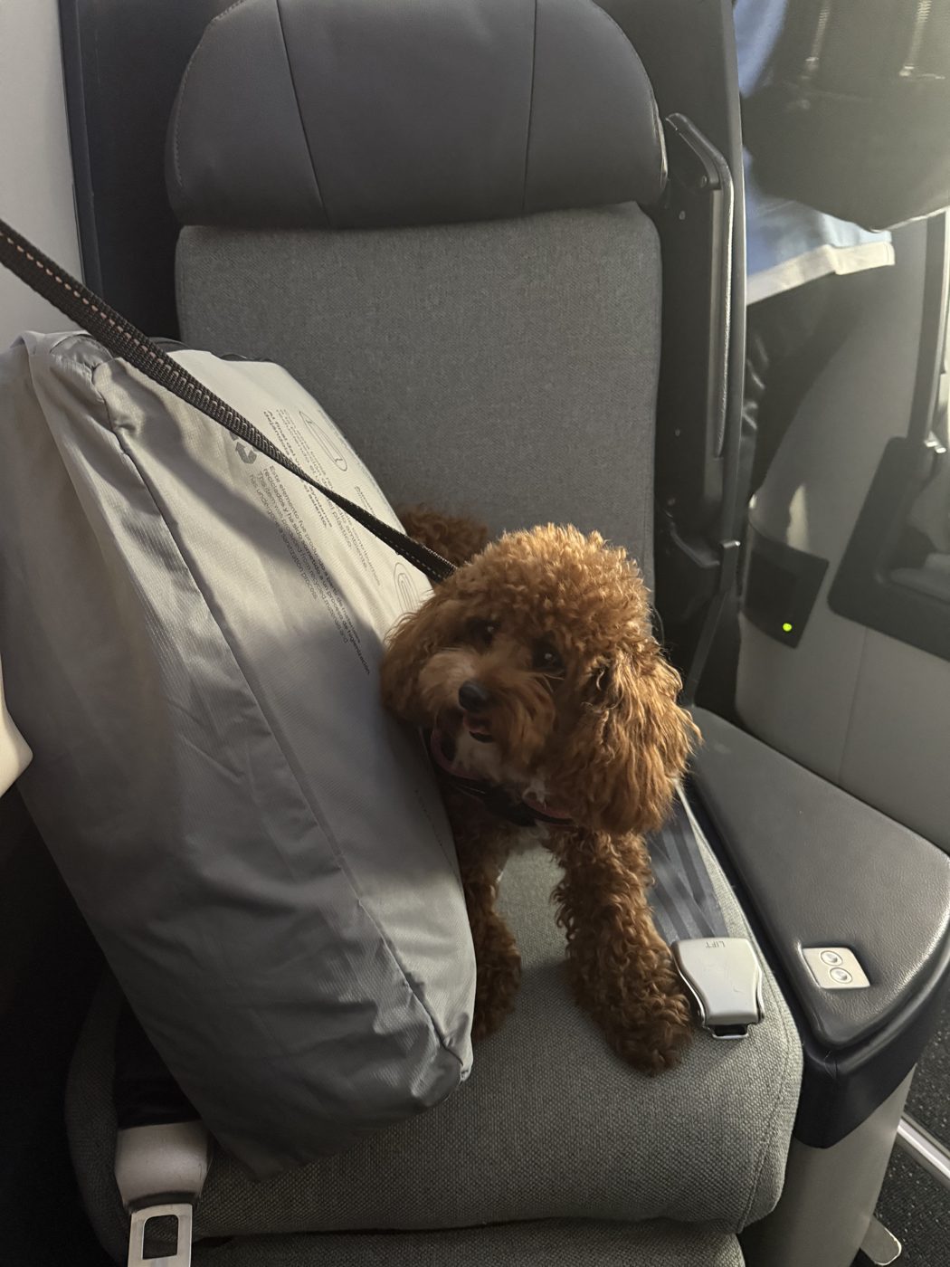 Cotufa on another international trip