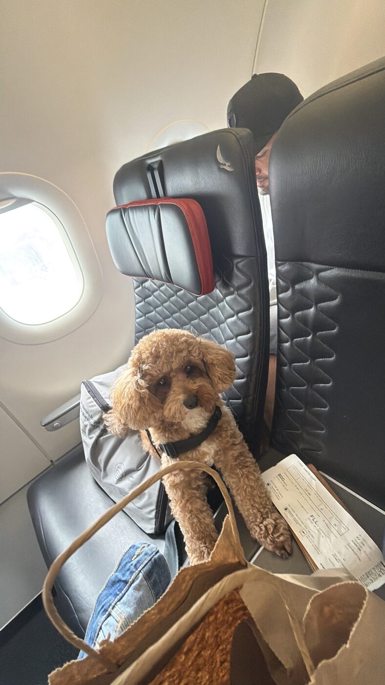Cotufa relaxing in the cabin during a flight