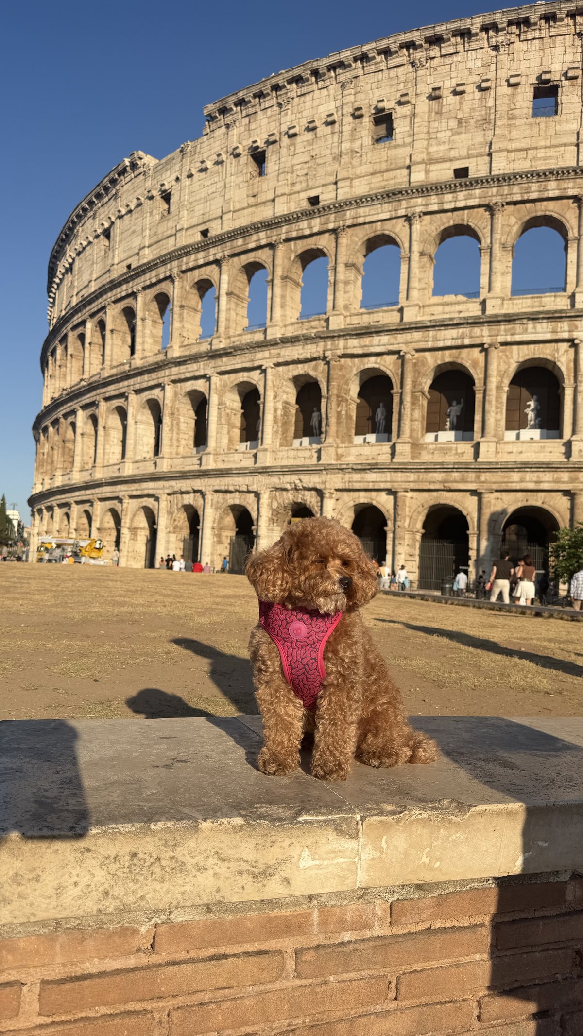 Cotufa visiting the Colosseum in Rome, Italy